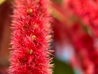 Close up view of red fox tail plant or Acalypha Pendula with hairy fluffy flower texture and blur background. Macro photography