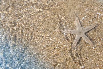 Fototapeta na wymiar Image of beautiful sea Starfish and white sandy beach