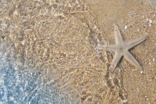 Image of beautiful sea Starfish and white sandy beach