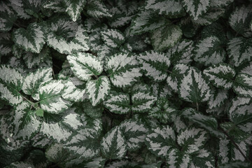 White-green leaves of an ornamental plant on a sunny day. Background image of foliage.