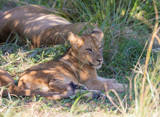 Lion cubs resting in natural African bush land habitat