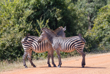 Fototapeta na wymiar Two Zebras standing together in natural African habitat