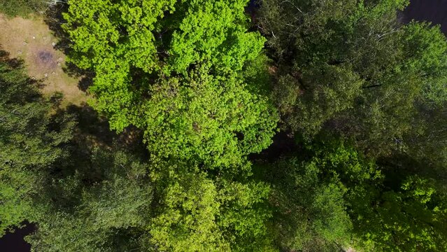 Fantastic aerial top view flight 
Natural Summer Paradise idyllic Island in Lake, Chlum in Czech, day 2023. vertical bird's eye view drone
4K Cinematic