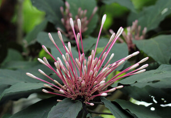 Pink flowers on a sunburst plant in a tropical garden