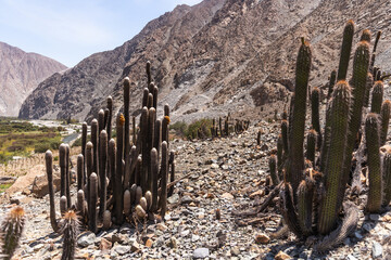 Wild cactus in the highlands of the Peruvian coast