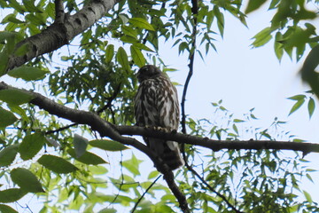 owl on branch