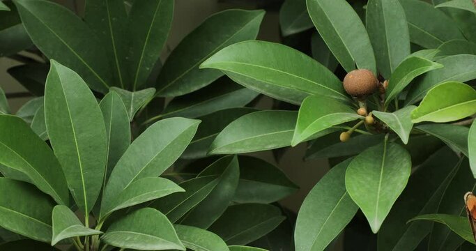 Sapodilla tree closeup. Chicozapote, Chicle, Naseberry and Nispero are common names of this tree.