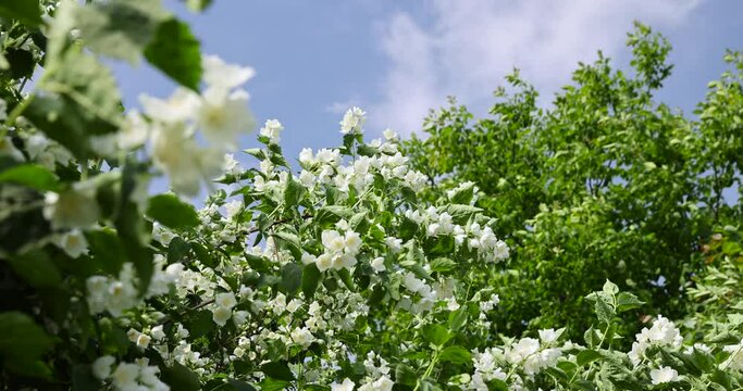 blooming white flowers jasmine bush in the spring season, beautiful fragrant jasmine flowers during flowering