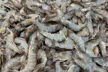 Fresh sea shirmp on ice. Seafood market