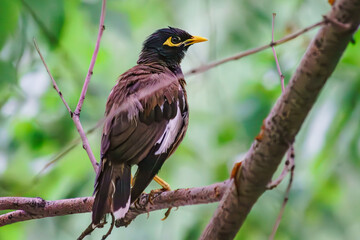 Our feathered friends on the tree