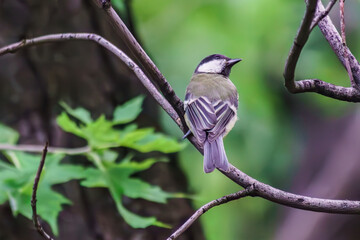 Our feathered friends on the tree