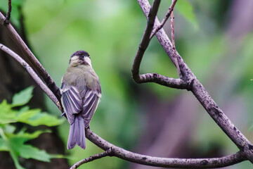 Our feathered friends on the tree