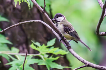Our feathered friends on the tree