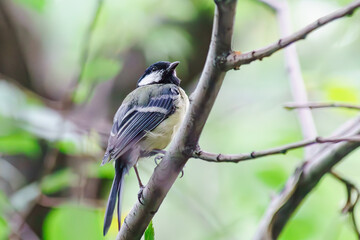 Our feathered friends on the tree