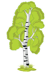 Tree birch on white background is insulated