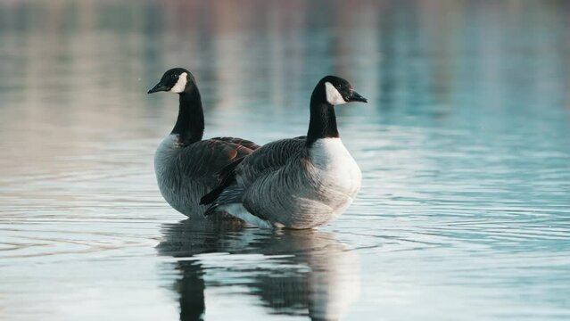 Pair Of Canadian Geese Standing In The Water Of Lake Hayes In Queenstown, New Zealand. - close up