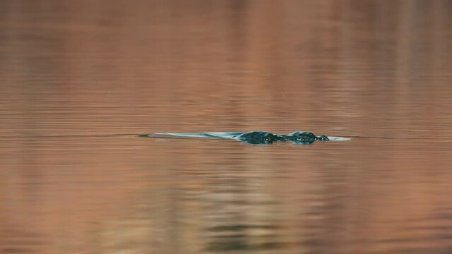 New Zealand Scaup Duck Dives To Look For Food Under The Water. - close up