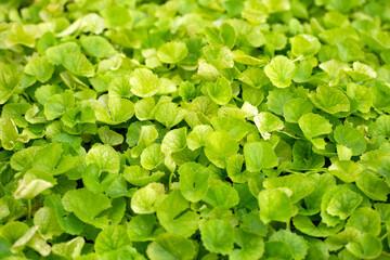Obraz premium Gotu Kola herb plant in the garden