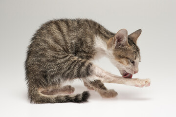 Cat domesticated for pet but still environmentally disastrous to native animals