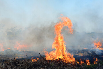 fire in the forest © ChoyMohd