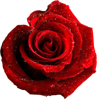 Fototapeta Digital png photo of rose with waterdrops on transparent background