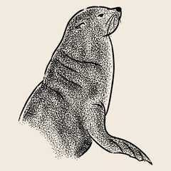 illustration of a Seals