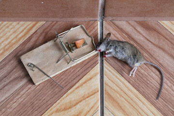 Dead mouse caught in a trap in a house, apartment. - obrazy, fototapety, plakaty