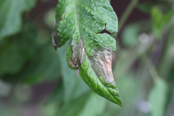 Fototapeta na wymiar Brown rot caused by the fungus Phytophthora infestans on tomato in a home garden.