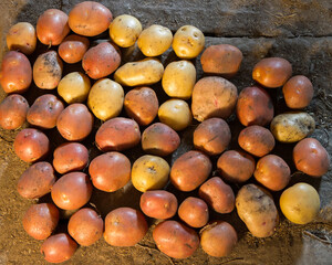 Natural organic potatoes from the garden. The potatoes are scattered to dry.