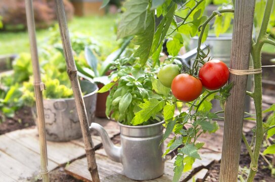 ripe tomatoes in a vegetable garden attached to a guardian