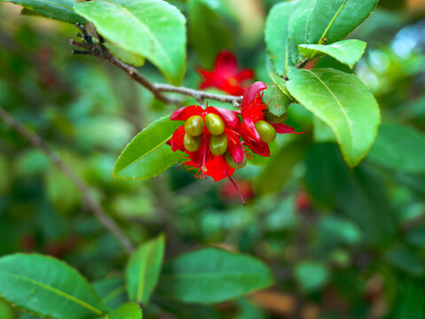 Close up Micky Mouse flower Plant or carnival ochna or Ochna serrulata in bright red petals and green pistils
