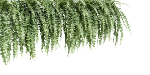 Green fern foliage isolated on white background © Buffstock