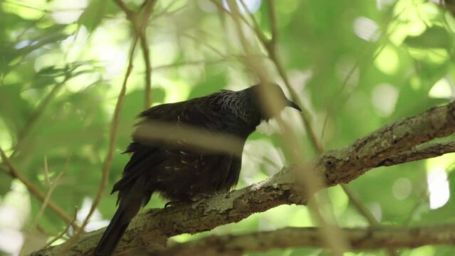 New Zealand Native Bird, The Tui. TiriTiri Matangi Island, Auckland.