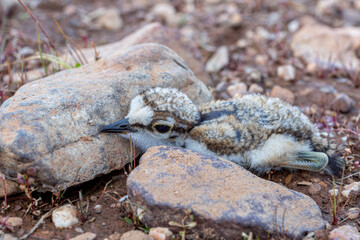 Charadrius dubius. Little Kentish Plover hidden between the stones.