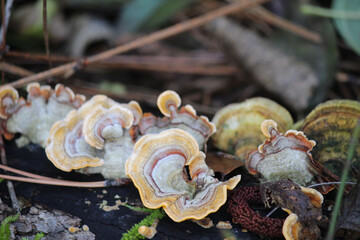 Mushrooms on Tree