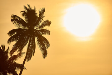Fototapeta na wymiar Palm tree surrounded by a yellow sunrise landscape. Morning sun, palm tree leaves in chiaroscuro.