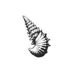 Seashell and Marine Shell Engraved Monochrome Vector Illustration