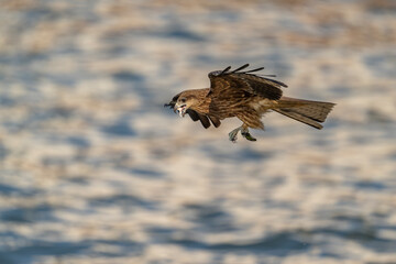 hawk in flight