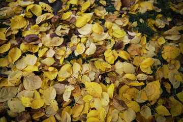 Beautiful autumn landscape with yellow trees and sun. Colorful foliage in the park. Falling leaves natural background