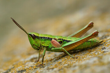 Detailed closeup on a on a colorful green Small Gold Grasshopper, Euthystira brachyptera in Austrian alps