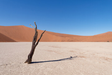 View of dead acacia tree (Acacia erioloba) in Deadvlei in the Namib-Naukluft National Park, Namibia