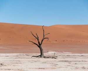 Dead acacia tree (Acacia erioloba) in Deadvlei in the Namib-Naukluft National Park, Namibia