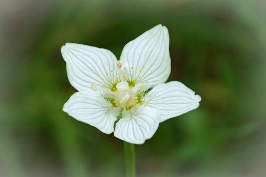 Closeup on the fresh bright white flower of the grass-of-Parnassus or bog star wildflower, Parnassia palustris