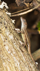 Anolis sagrei or brown anolis or chipojo lizard
