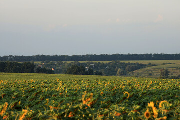 Beautiful sunflower field on a sunny summer day
