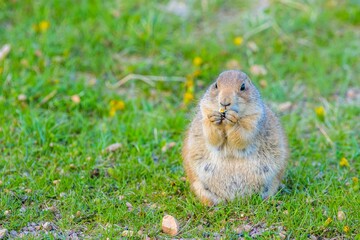 Fototapeta premium Prairie Dogs in Custer State Park, South Dakota