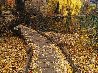 Leaf-covered path in Central Park, NYC, captures the beauty of fall.