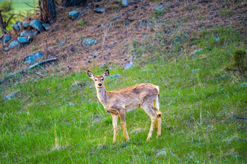 A White Tailed Deer in Custer State Park, South Dakota