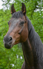 Closeup portrait of bay horse standing on blurred green background.