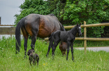 Dark arabian foal staying on grass with mother and dog.